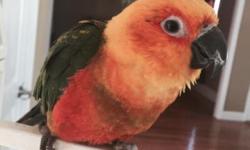 Moving sale, I have a very sweet young (1yrs old) jenday conure for sale come w/cage and food
