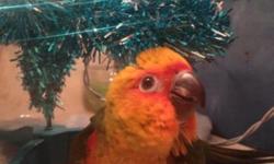 https://www.facebook.com/PoconoAna
We have Jenday & Sun conure babies! We have some weaned and ready to go and some still being hand fed! $350 each baby! Northeast PA. We do ship for $125. Any questions please feel free to contact me. Thank You!