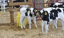 We have some jersey cows for sale Holstein Milk Bottle Calves and we
are down sizing our herd a bit. Prices vary between cows call to let
us know what your looking for and we will see if we have something
that meets your needs. just called us Text us on