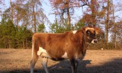 SOLD: Heavy bred 2 year old Jersey heifer.
Not registered.
Pennington, Alabama
The best way to reach me is by phone.