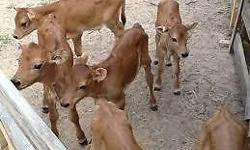 we have in stock now milk bottle calves for sale both male and female
ages between 2 weeks to 15 months.Some weaned others still on milk
just depends on what you want,all prices $200 each
shipping and delivery in all states
text or call (240) 230-7692