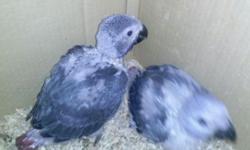 JJJ pet supplies have two baby African Grey for sale they are 1200. Each
please call Jamie 347-617-3264