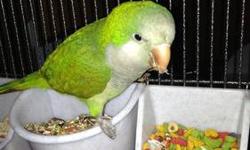 Kakariki babies fully weaned and ready to go....super sweet, hand tame and very playful......Lime green and dark greens with red markings....They are so adorable....they make awesome family pets ......