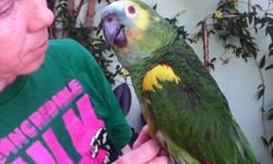 Ages: 2 year-old male, yellow pied (dark green). Also, nine-months-olds: two dark green split to lutino and one yellow pied. Contact for information on available of each sex.
Yellow pieds are $165 each; the dark green splits, $150 apiece.
These birds