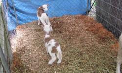 Born February 21, 2013 these lovely ladies will be superior breeding stock or 4H project. Registered.
