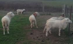 15 Katahdin Hair Sheep Rams for sale. raised on farm, great for breeding, pasturing, or meat animals. May consider trade for ewes +/-.