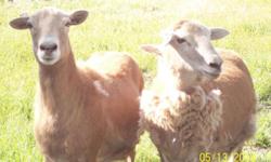 I have two ewes, a ewe lamb and a ram lamb. The lambs are 6 weeks old now, the ewes are one and two years old. The lambs are from the one year old ewe. The ewe lamb is a bummer lamb, I can give further details, she is still being bottle fed. The white
