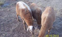 Two Katahdin sheep. No shearing or tail docking. Heartier than most other sheep breeds. They shed naturally annually and require no shearing. The meat is a milder flavor than wool sheep. One 2+ year old mom, and her ewe lamb 1 year old Good for meat or