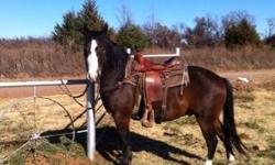 Gelding 14 HH love to b around people... Big baby easy to load and catch.. Very sweet
This ad was posted with the eBay Classifieds mobile app.