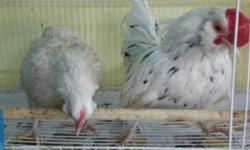 I have two pairs of kikiriki chickens they are smallest breed of chickens.They are indoors pets they don't make no loud sound like the regular chickens or roosters.They are hard to find around around the area .Dont confuses them with serama or batam