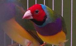 Lady Gouldian Finch Available in St. Louis
All Lady Gouldians are fed only the best food/seed ans vitamin supplements and are in top health and beautiful feather.
Normal Greenbacks Available
Male - red head/purple breast/greenback $75 (2 available)
Female