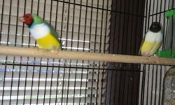 lady gouldian finch. about 8-9 months old. $50 each. please call or txt 951-215-1434