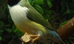 I have 3 Gouldians for sale. This one is a female and just finished fully molting.
I am a bird hobbyist and have them in an indoor glass aviary. They are fed very high quality foods only from Frisky Finches.com
No shipping. Local pickup or in some cases I