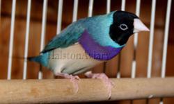 I have 3 pairs of Lady Gouldian Finches, 2 pairs of blue males w/split blue normal hens $200 and 1 pair of normals split to blue $150. Pictures posted are of some of the actual birds available.