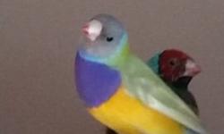We have lots of Lady Gouldian Finches for sale green,yellow,blue.
Prices start at $75 per bird and go up,discounts are given if 2 or more pairs are purchased together.
If you have any questions feel free to contact me 865-466-6697.