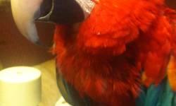 Scarlet is a funny, friendly large Ruby macaw (hybrid of scarlet and greenwing) that can talk, wave, give kisses and make laugh noises. She has started plucking her legs, i have a new job that is keeping me from giving her the attention she needs. I have