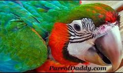 Exotic Bird Fair Nov 16th - Largo FL -
Sun Coast Exotic Bird Fair --
Minnreg Hall 6340 126th Ave N. --
Sunday 9am -- 4pm
Admission: $4 Children 12 and under FREE.
Birds, seeds, toys, cages, great food and more.
If you have any birds to sell or you bird