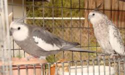 Hello,I have a Latino Cockatiel that should be weaned in a week or two and he is for sale for $90.. He's healthy very tame and friendly! Please feel free to contact me if you have any questions!