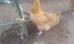 Nice young 8 months old started laying. Buff Orphingtons. Free ranging all natural.