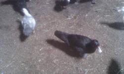 I HAVE A FEW LAYING HENS LEFT AT $10 EACH