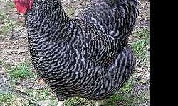 I have 3 beautiful laying hens for sale. 2 barred rocks and 1 buff. They are 9 months old and laying large brown eggs. Call John at 832-704-1811.