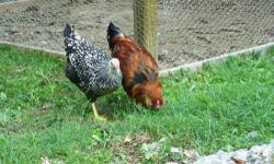 2- 10 month old Silver Laced Wing Wyandottes and 1-10 month old Americauna Rooster. They are good layers. Been laying for about 5 months, large brown eggs. The rooster is beautiful and loves to crow!! $30 for the trio
