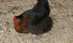 For sale are 4 laying hens, 1 black sex-link and 3 red sex-links. They have been hand raised and are very friendly. They are laying machines and lay large brown eggs.