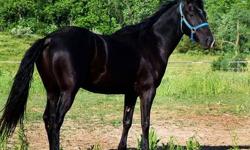 Magnatar is 5 yo Black Quarter Horse/Thoroughbred Cross. (about 15.2- 15.3 hands tall) He has a lot of energy and is not lazy. He lunges well- walk, trot and canter. He has been ridden western. He has a little faster paced trot and wonderfully smooth