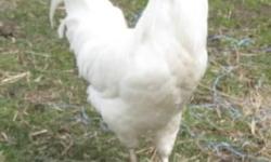 Leghorn rooster and 2 leghorn hens, 9 months old, excellent egg laying breed, $25. Bring box. *****We are located in the Guinea section of Gloucester, 7 miles over the Coleman Bridge.***** See our other listings.