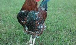 Selling our huge light Brahma Rooster. He was hatched last May. Has already bred our flock and must go to avoid in-breeding.
Friendly, not agressive and used to roaming free arround dogs.