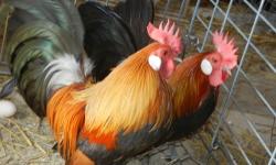 We have a nice Light Briown Dutch bantam rooster for $5. sorry sold out of hens until fall. For more information you can call 417 532 5767