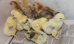 Light & Buff Brahma Chicks $5.. each,
or take all 10 chicks for $40..
Strait run,
between 3 to 14 days old,
we are in Polk City
Ph; 863 804 1037
thanks