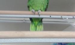 Tame Parrot at Arrieros Pet Shop 9531 Jamacha Blvd. Spring Valley, CA 91977 or call
619-434-3207