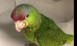 Lilac Crown Amazon parrots, young hand raised, hand fed, tame and friendly. Theses 10 week old babies are almost ready to go to a loving new bird home. They are quick learners and talkers, they make a great pet and life long friend. They will go quick,