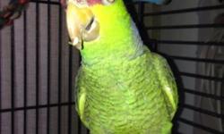 Mature male Lilac Crown Amazon parrot for sale. He is 8-9 years old. He is a typical Amazon -- makes all the usual sounds, talks, gets loud at sunset, etc. He would be a fine candidate for a breeding program.
He has spent his short life living with an