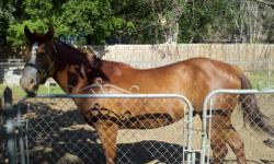 Nice gelding. Perfect confirmation. He is put together well. 16hh weighs over 1000lbs. He is broke but needs an experienced rider. He would make amgreat barrel prospect. I would trade for a pair of cockatoos. This guy is flashy and a real head turner.