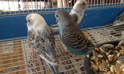 2 month old cabolt lineolated parakeet for sale tame and playful , for pics or questions 302 531 8899