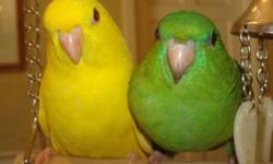 Handfed baby lineolated parakeet. Banded, friendly and ready to go by Christmas. Weaned on to fresh foods and pellets.
Linnies are not the same as the parakeets you find in pet stores. (Those are budgies.) These little birds are sweet, sociable and