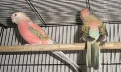 2 green lineolated parakeets with their 3 foot tall cage on wheels.
$350
these birds are $150+ alone