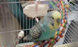 2 green lineolated parakeets with 3 foot tall cage,toys,perches and food
asking $350
these birds are $150+ each alone