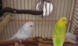 i have 2 lineolated parakeets. I'm pretty sure they are both males. they have been together since ive had they. they are tame and don't bite. I hate to have to find a new home for them. asking $200 for both if you want a small round cage with stand with