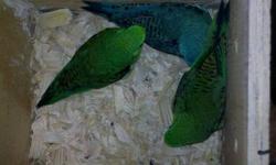 Have 4 Lineolated Parakeets available. From 2 competely unrelated pairs. 2 normal green 1 olive 1 turq. All parent raised. asking $150 each obo.
Pick up only, no shipping.