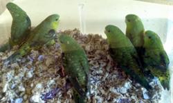 I have six green linnies that are approximately one year old. They have been allowed to all be in one cage so they could play and they have bonded up with a mate, so I will make a deal for you. You can buy one Linnie for $85 or two for $150 since they are