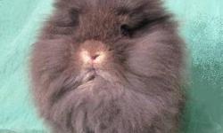 I have purebred Lionhead rabbit babies for sale!
All of my available rabbits are posted on my website sales page: www.RoaringHeights.com
Prices start at: $65.oo to $100.oo per bunny.
I have many great colors to pick from.
Contact Ryan for more info: