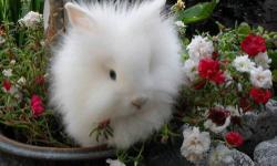 I have purebred Lionhead rabbit babies for sale!
Please check out my website at: www.Roaringheights.com . All of my available babies are posted on my website sales page. I have many great colors to pick from.
My Lionheads will weigh about 2 to 3 lbs when