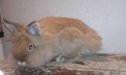 I have a 6 month old lionhead rabbit. i am looking for him to go to a caring home. He likes to be held and is very fluffy. I am asking for $20 if you have any questions feel free to call or tex 209-423-1585
