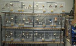 Liquidation all my Timbrados Canaries Breeding pairs and Young birds and all cages. Over 65 birds, 8 triple breeding cage, 2 double breeding cages, 1 big flying cage with stand on wheels and all auxiliary stuff you need for breeding. my asking price is