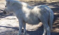 Very small miniature horse colt for sale. He was born in late May and is weaned and ready to go home with you. Measured a couple of weeks ago and was only 26"! Out of a 29" chocolate/white mare and a 31" black appy stallion. This little guy is actually a