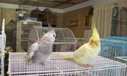 I am looking for a amazon parrott or a pair of cockatiels, I can give them a good loving forever home.