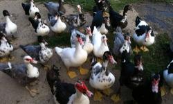 Young Muscovy ducks, males & females, mixed colors. Good buggers, rich dark meat, not greasey.
